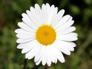 В Ставрополе пройдет благотворительная акция «Белый цветок»